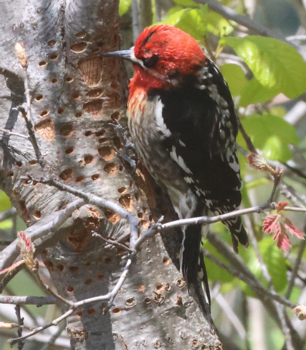 Red-breasted Sapsucker - Jim Parker