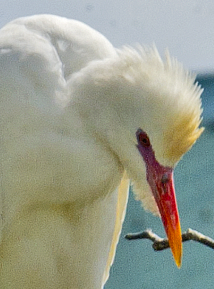 Western Cattle Egret - johnny powell