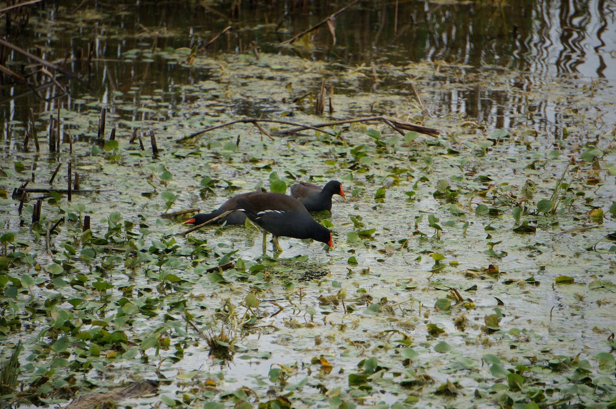 Common Gallinule - ML618579520