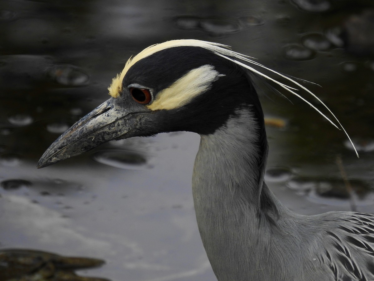 Yellow-crowned Night Heron - ML618579534