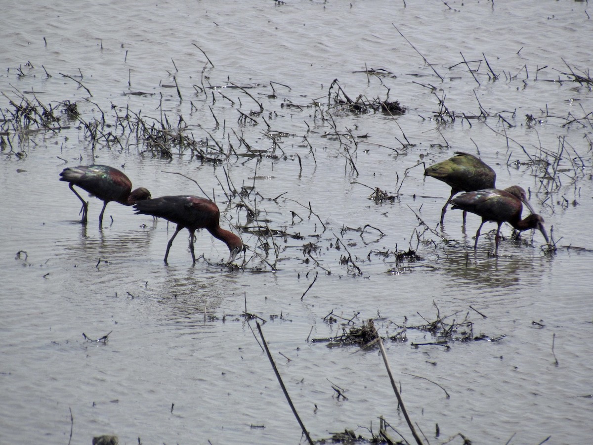 Glossy Ibis - ML618579555