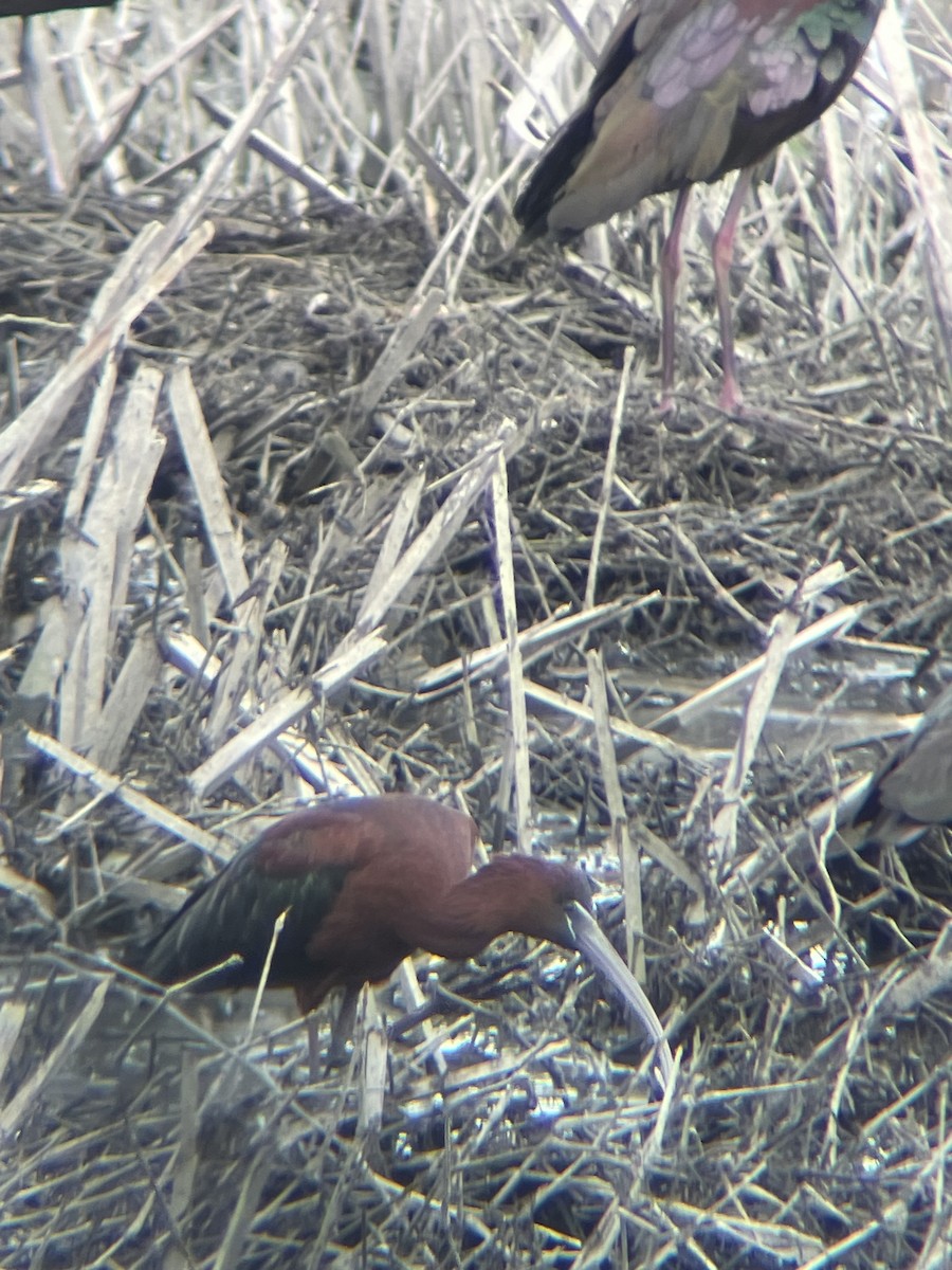 Glossy Ibis - ML618579557