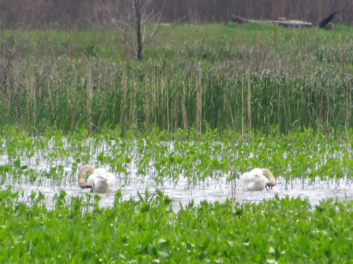 Trumpeter Swan - ML618579592