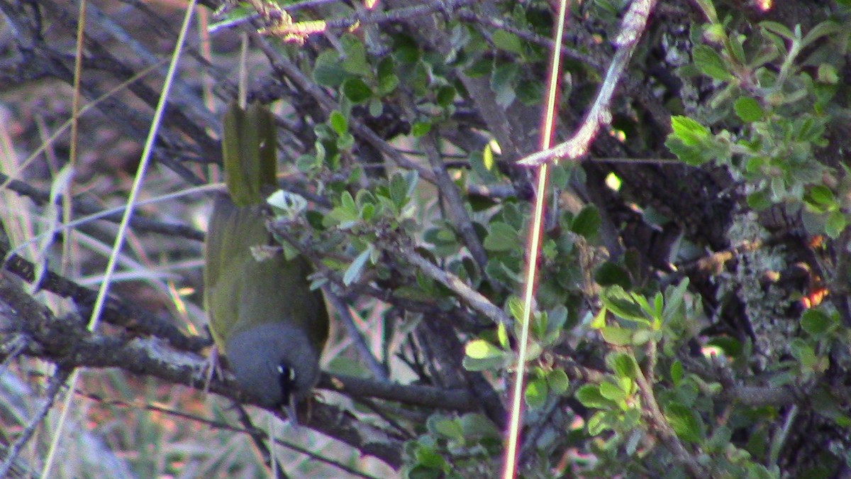 MacGillivray's Warbler - ML618579619