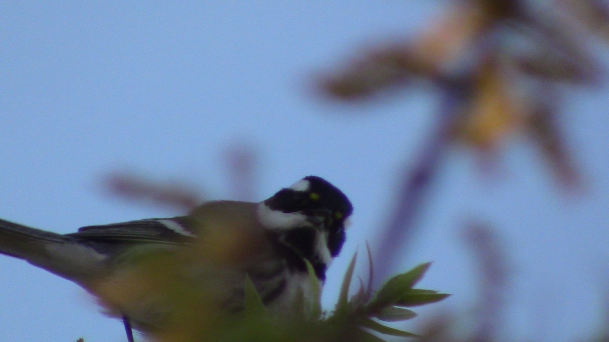 Black-throated Gray Warbler - ML618579629