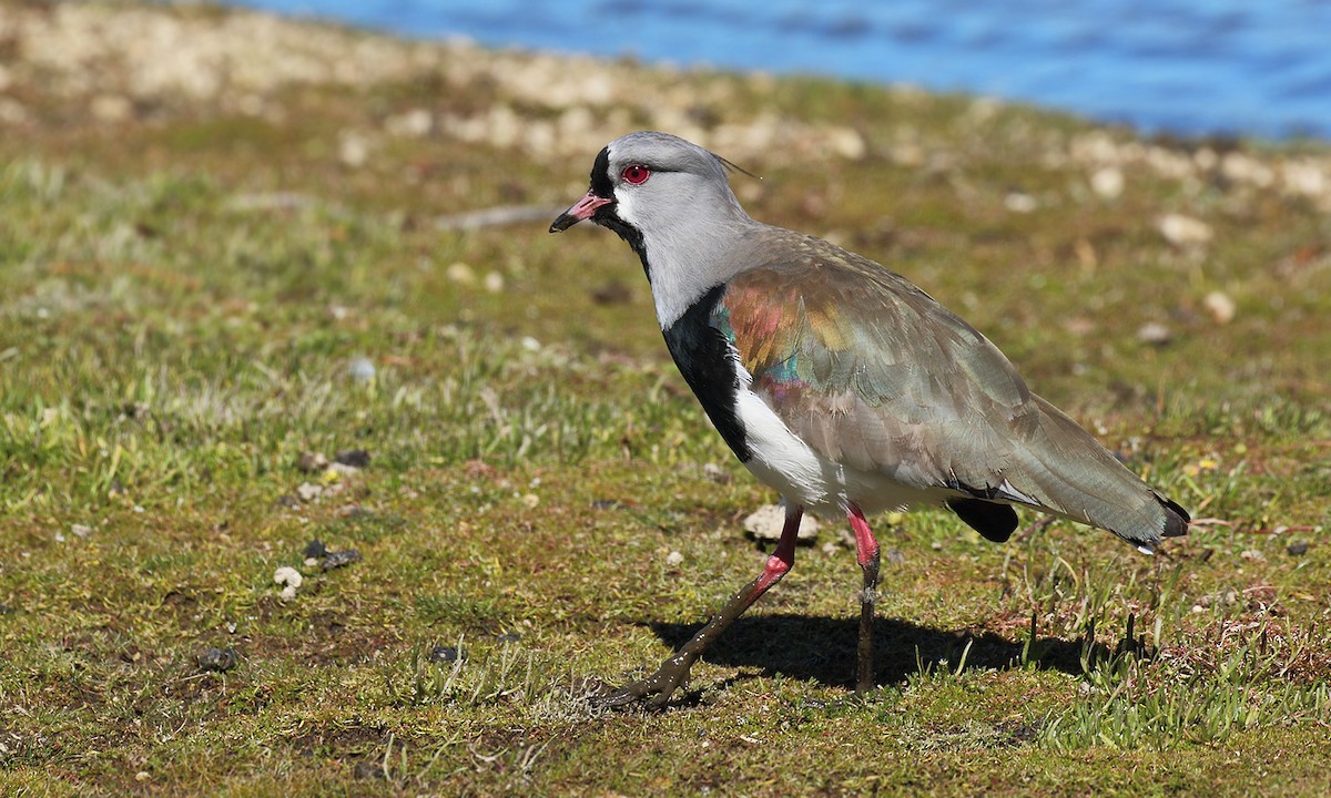 Southern Lapwing - ML618579631