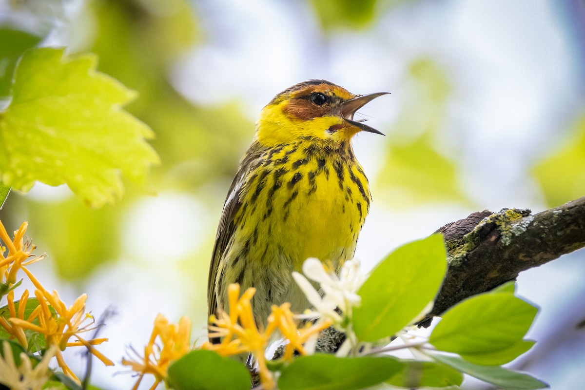 Cape May Warbler - ML618579635