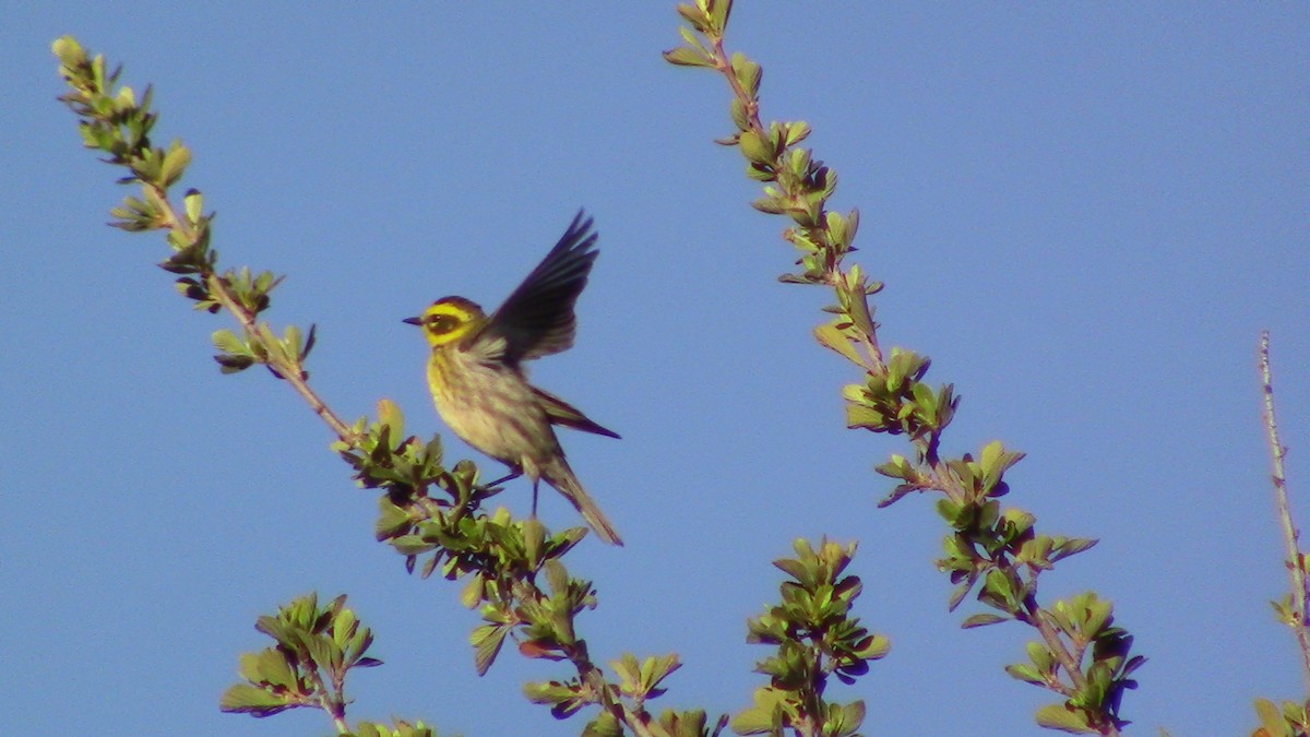 Townsend's Warbler - ML618579636