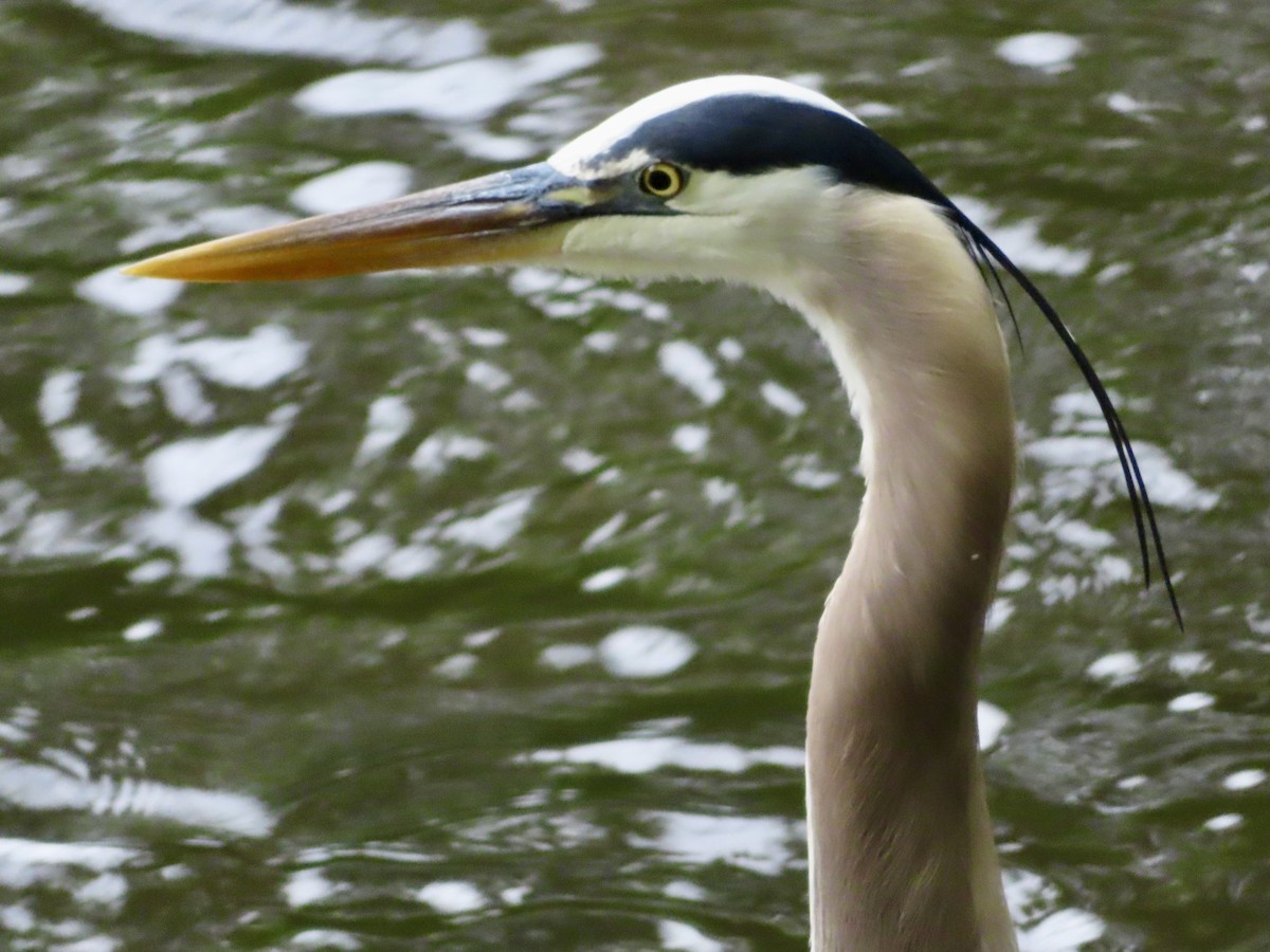 Great Blue Heron - ML618579660