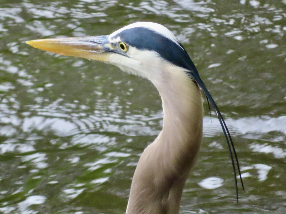 Great Blue Heron - ML618579661