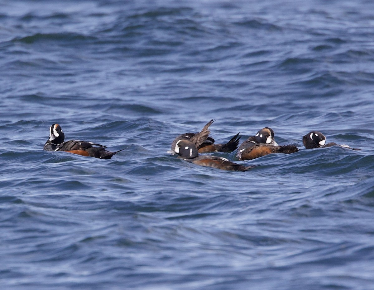 Harlequin Duck - Sue Flecker