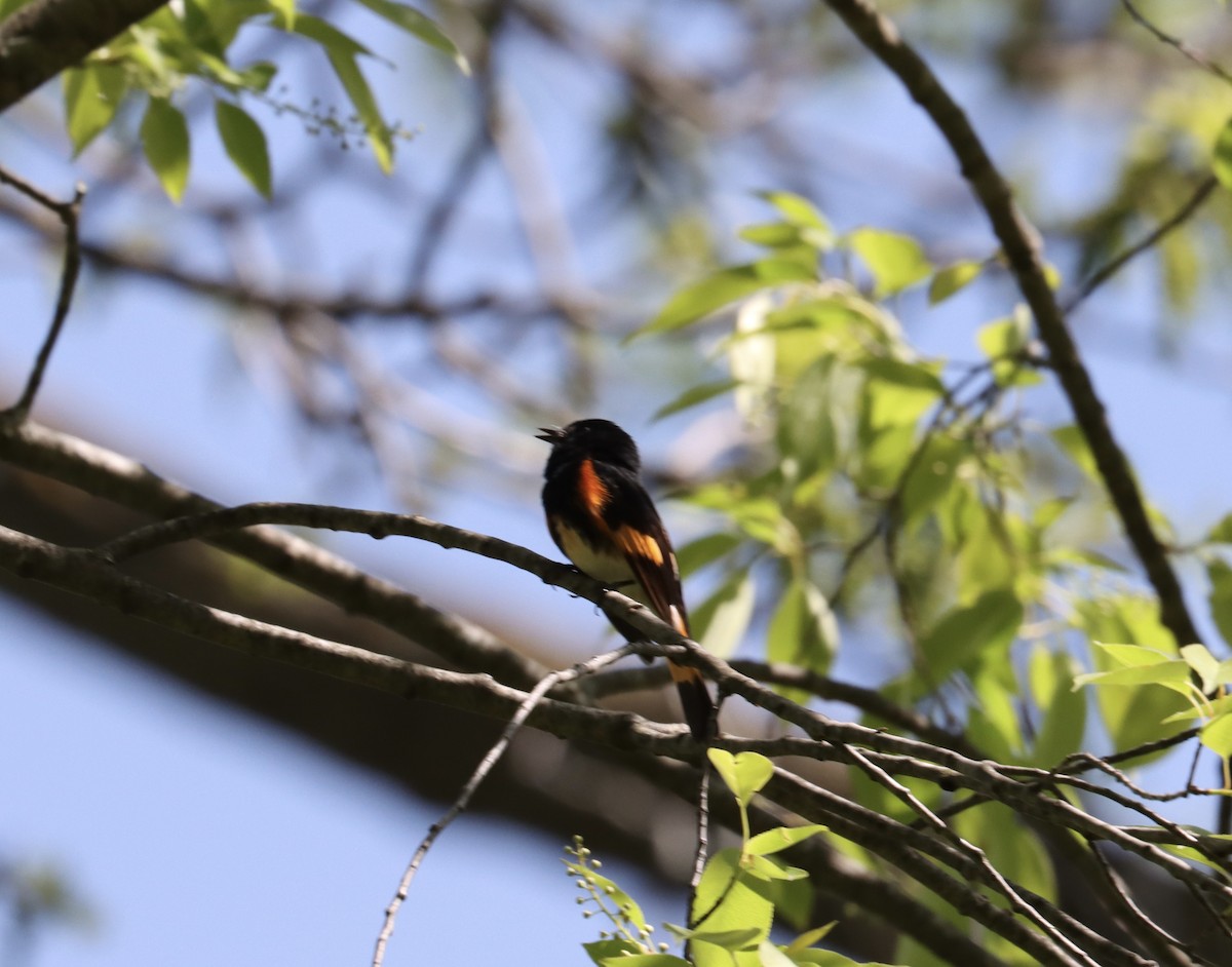 American Redstart - ML618579694