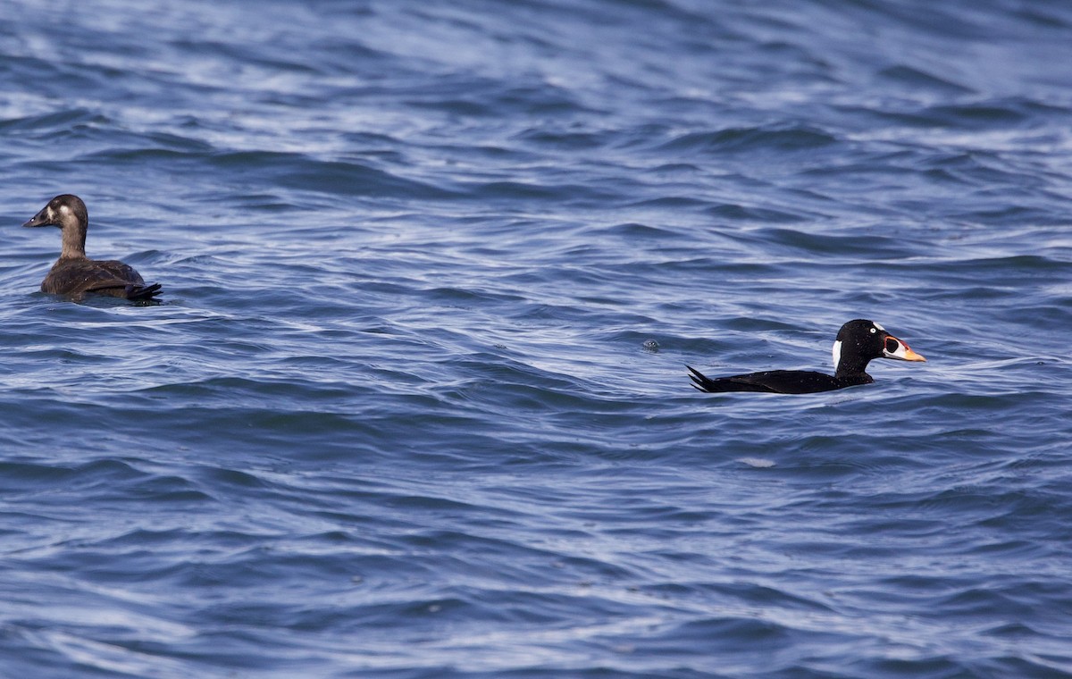 Surf Scoter - Sue Flecker