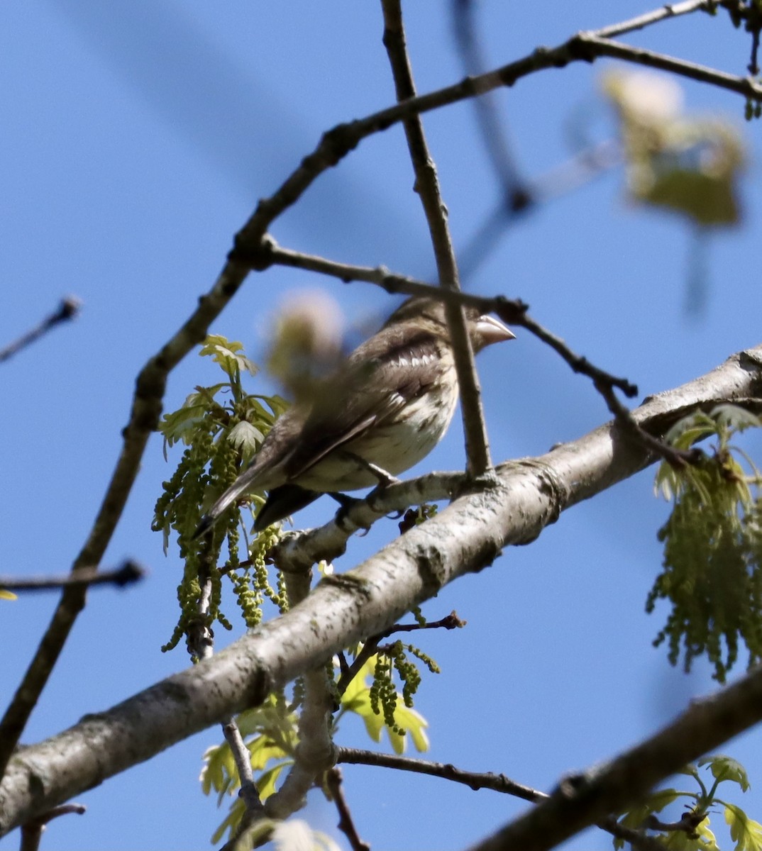 Rose-breasted Grosbeak - ML618579732