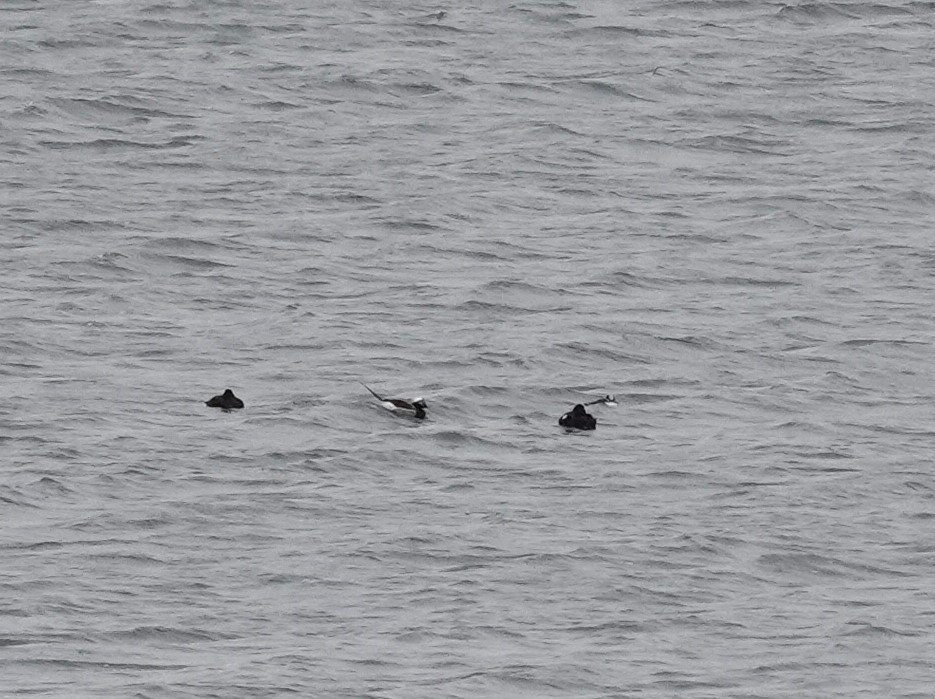 Long-tailed Duck - ML618579796