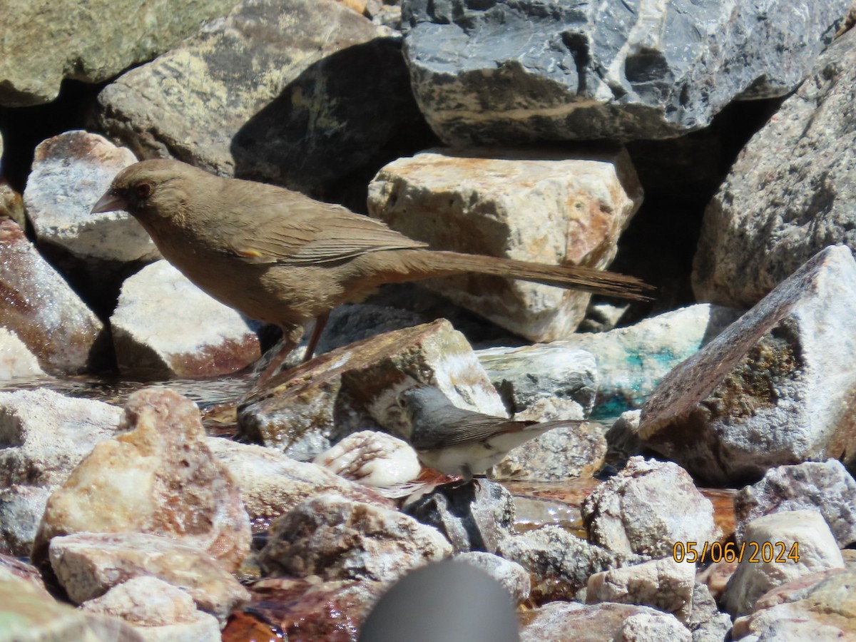 Abert's Towhee - Deborah Lauper