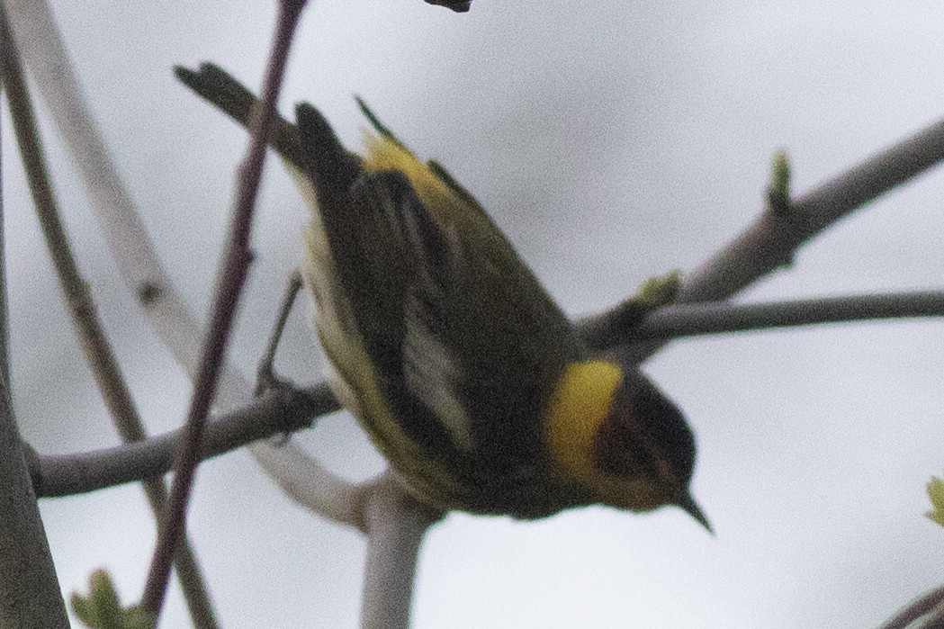 Cape May Warbler - ML618579834