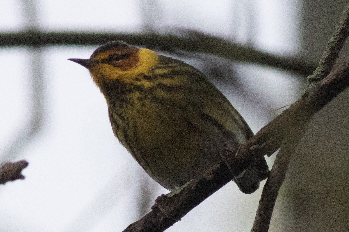 Cape May Warbler - ML618579835