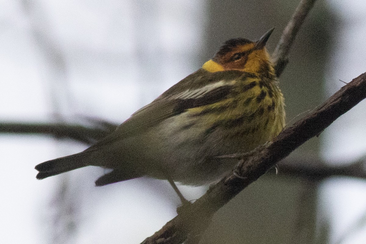 Cape May Warbler - ML618579836