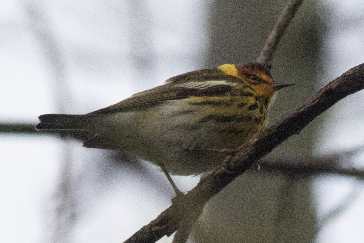 Cape May Warbler - ML618579838