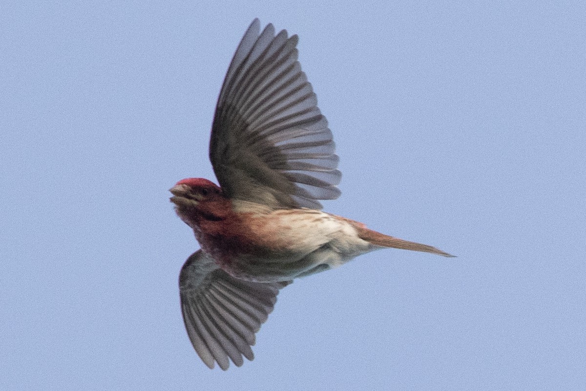 Purple Finch - David Brown