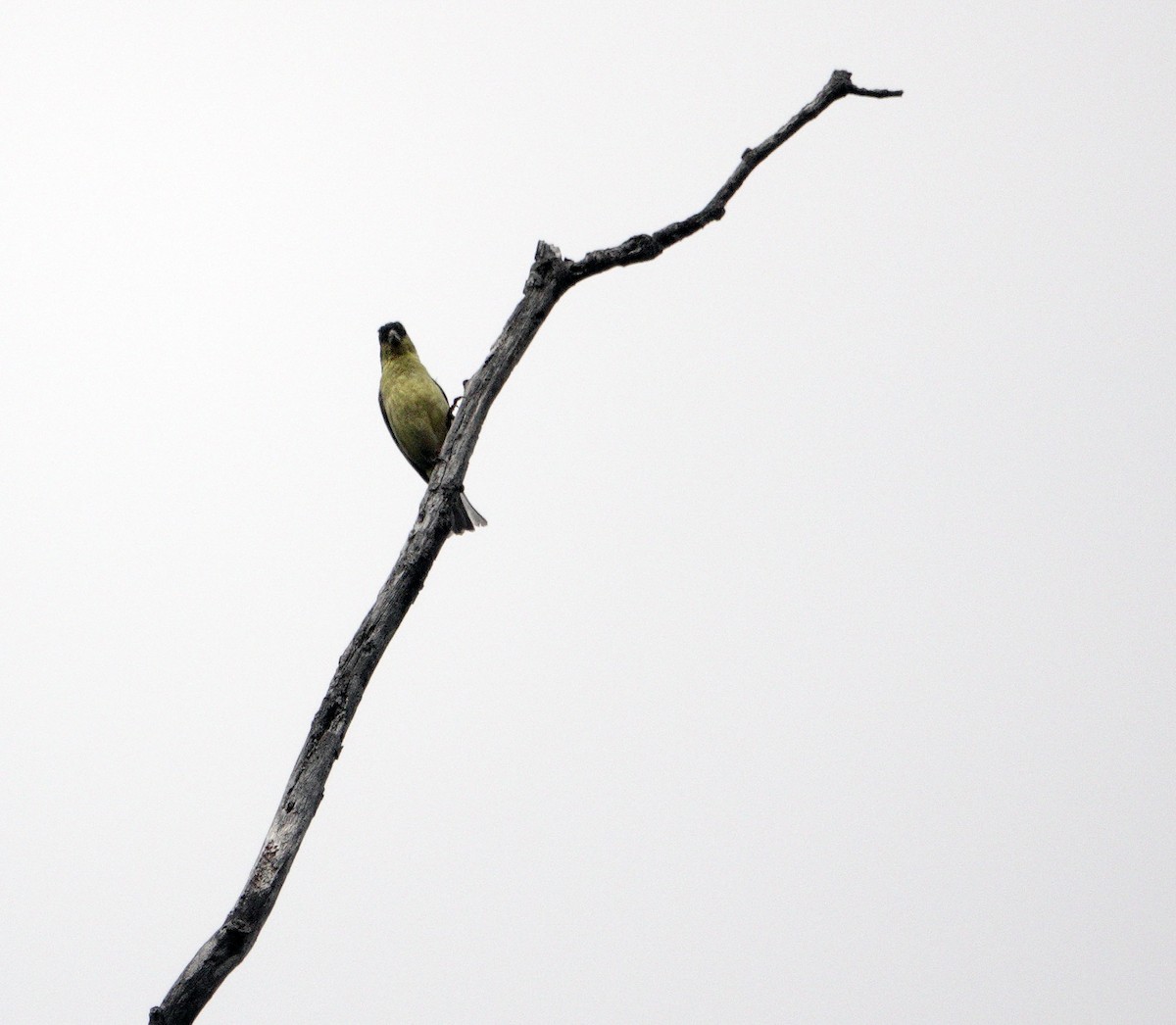 American Goldfinch - Ann Marshall