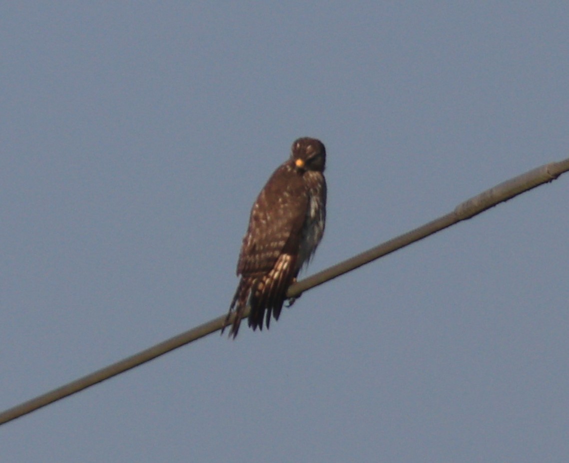 Red-shouldered Hawk - Gigi DelPizzo