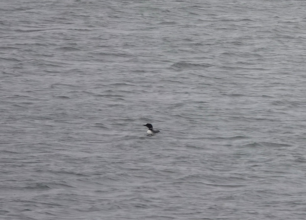 Common Loon - ML618579911