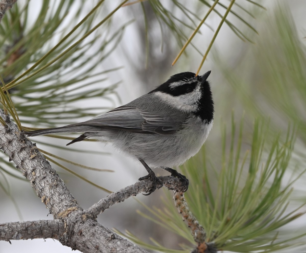 Mountain Chickadee - ML618579923
