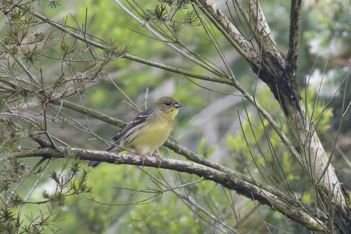 Yellow Bunting - ML618579942