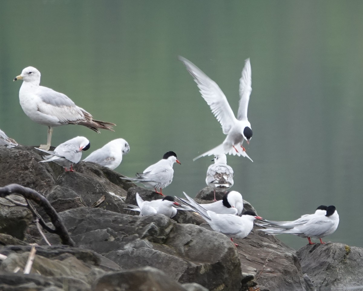 Common Tern - ML618579967