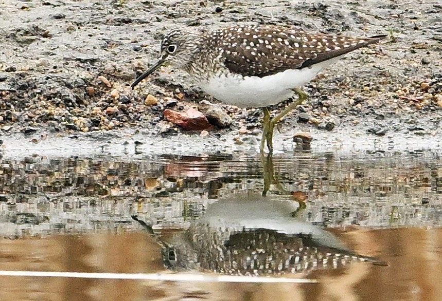 Solitary Sandpiper - ML618580050