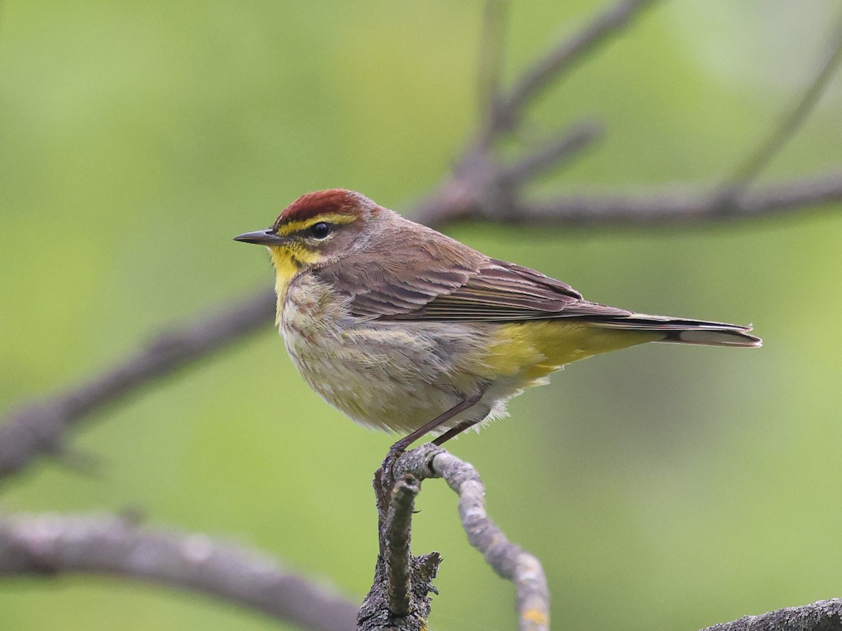 Palm Warbler - Myles McNally