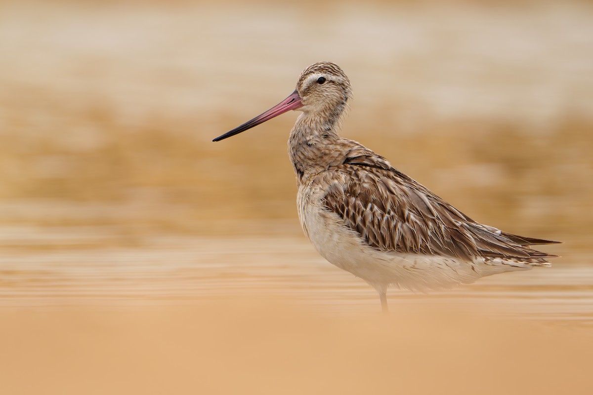 Bar-tailed Godwit - ML618580058