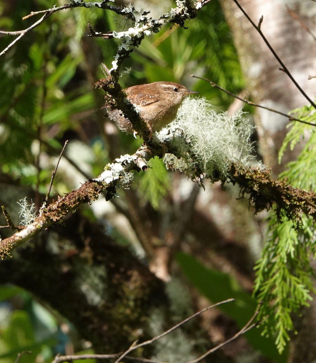 Eurasian Wren - ML618580071