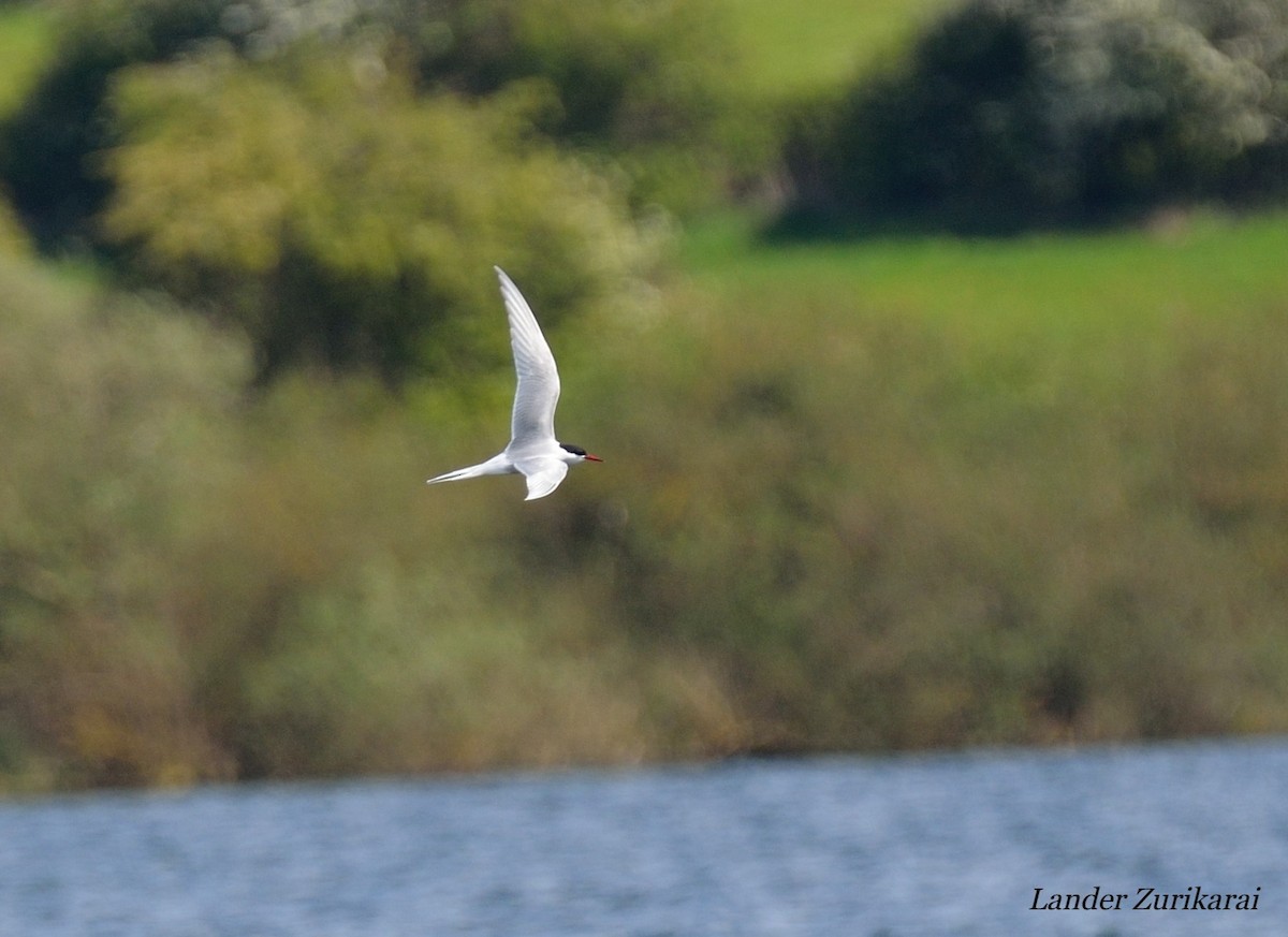 Arctic Tern - Lander Zurikarai