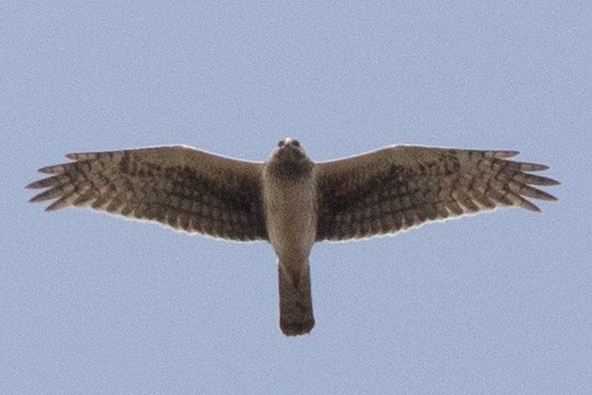 Northern Harrier - ML618580104