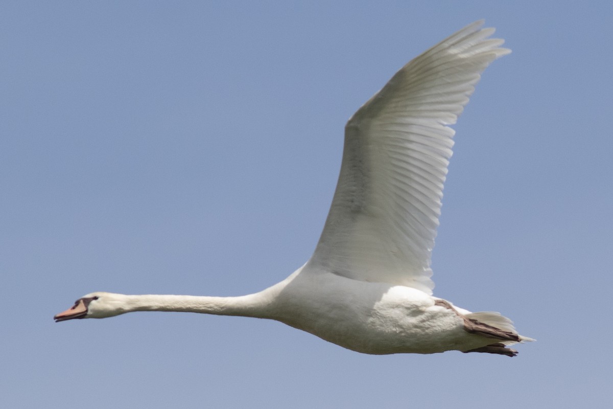 Mute Swan - ML618580113