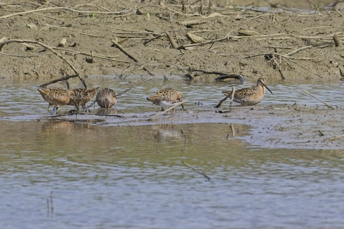 Short-billed Dowitcher - ML618580115