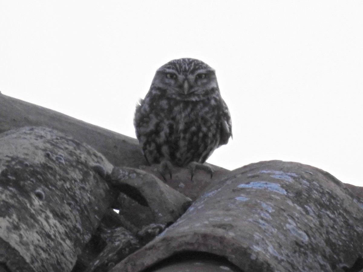 Little Owl - ML618580131