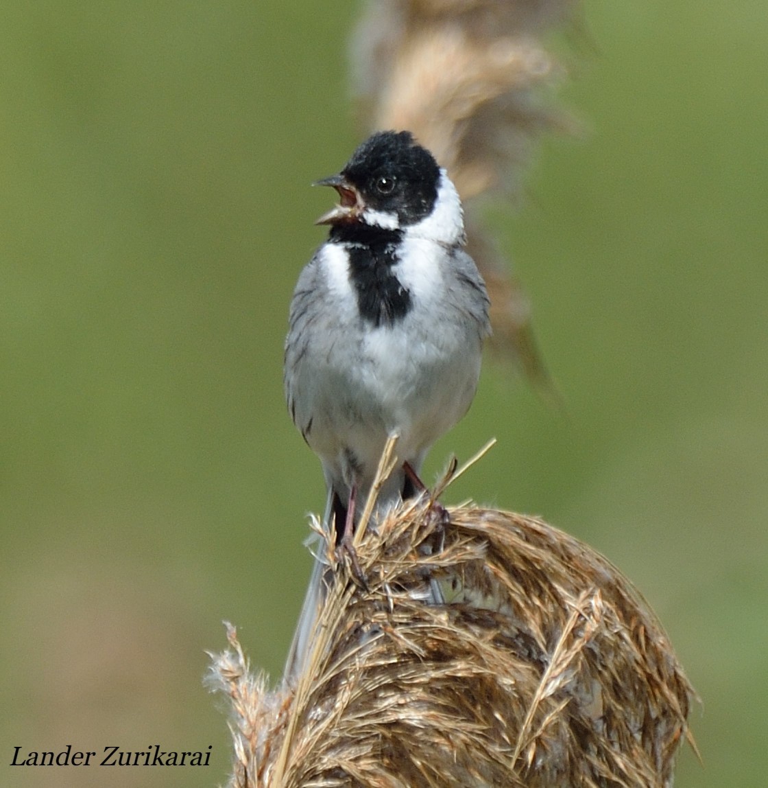 Reed Bunting - Lander Zurikarai