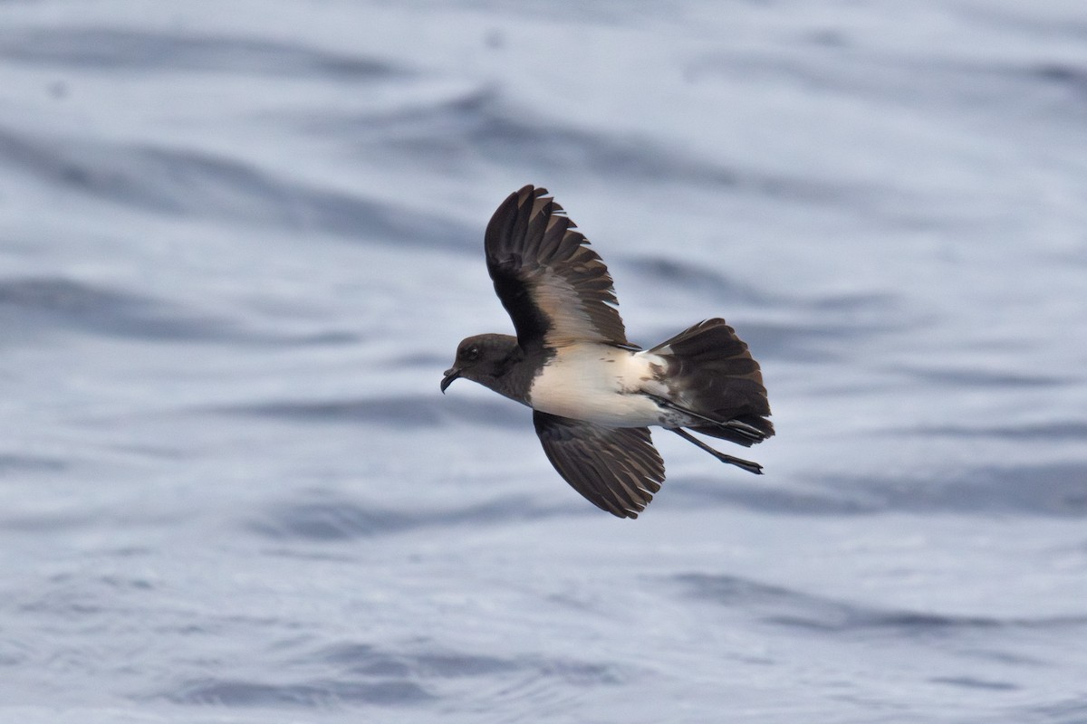 White-bellied Storm-Petrel - ML618580165