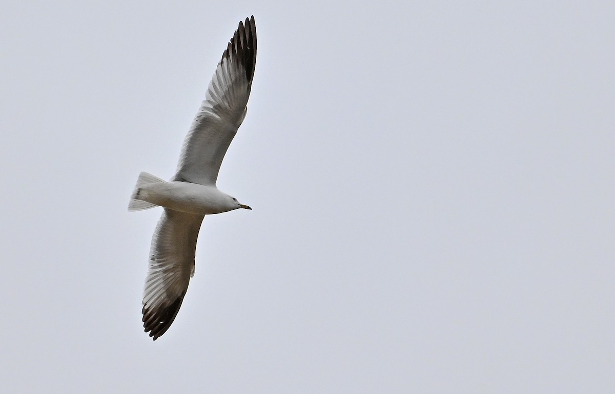 Ring-billed Gull - ML618580167