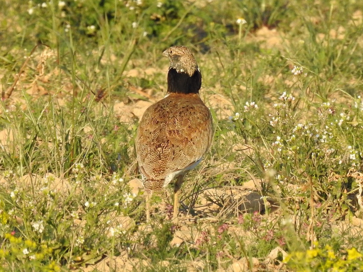 Little Bustard - ML618580172