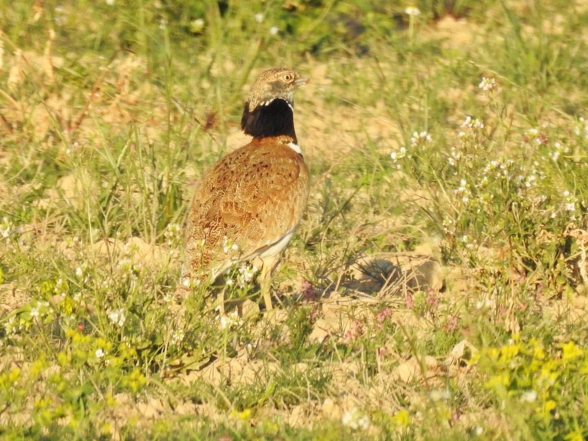 Little Bustard - ML618580173