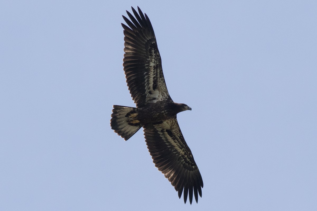 Bald Eagle - David Brown