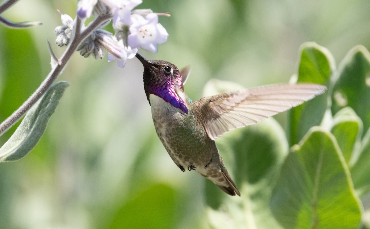 Costa's Hummingbird - Cynthia  Case