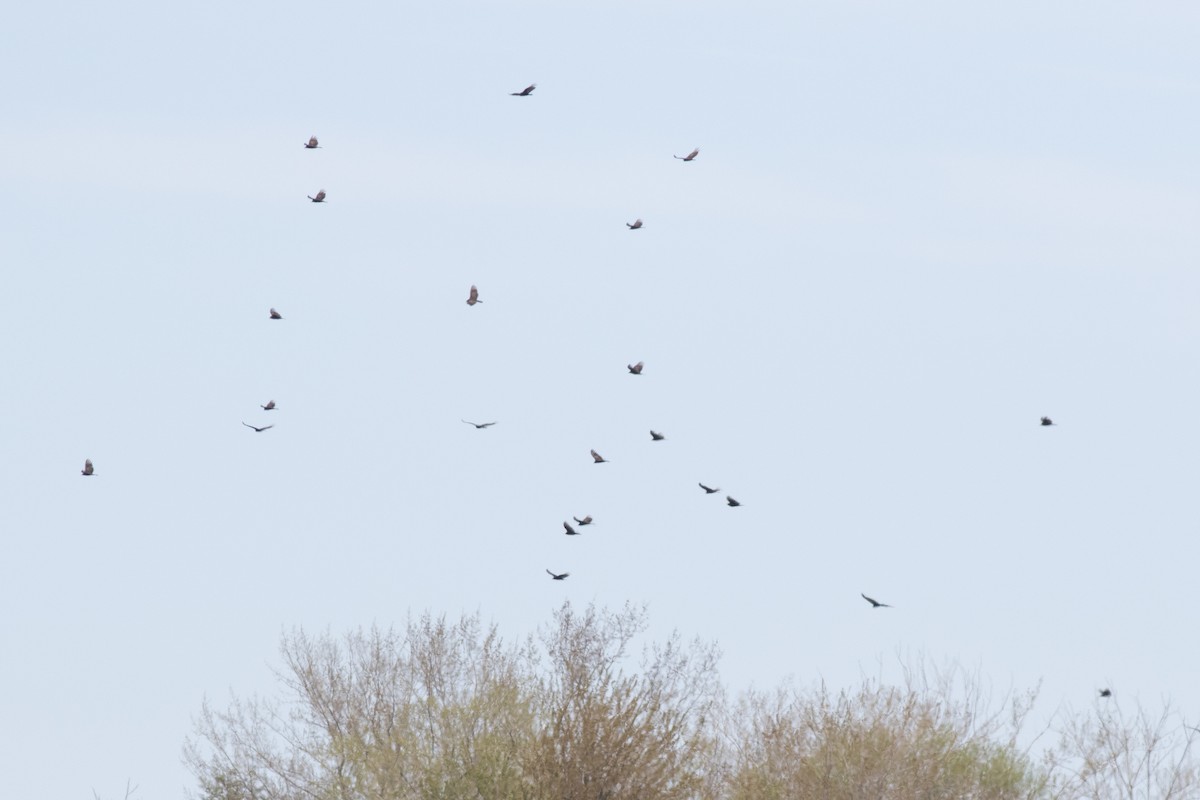 Turkey Vulture - ML618580190