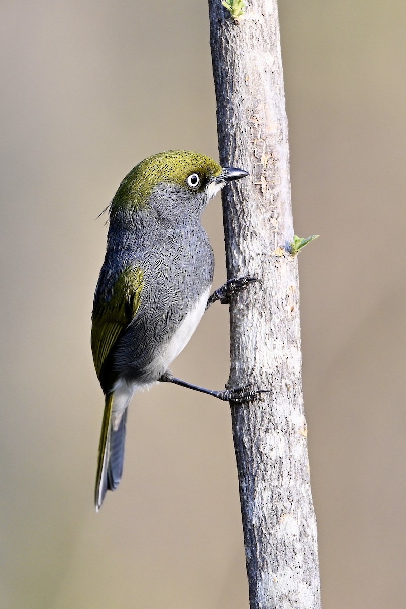 Slaty Vireo - Gerald Friesen