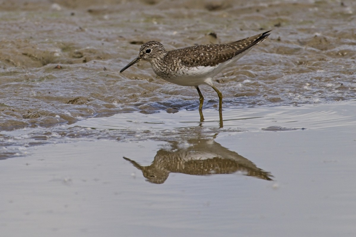 Solitary Sandpiper - ML618580195